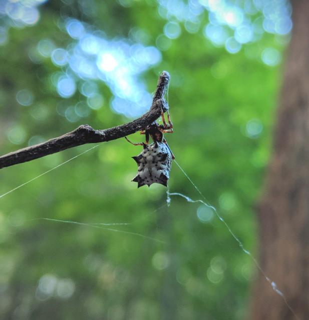 Five+Paired+Spider (<I>Micrathena gracilis</I>), Lake Norman State Park, North Carolina, United States