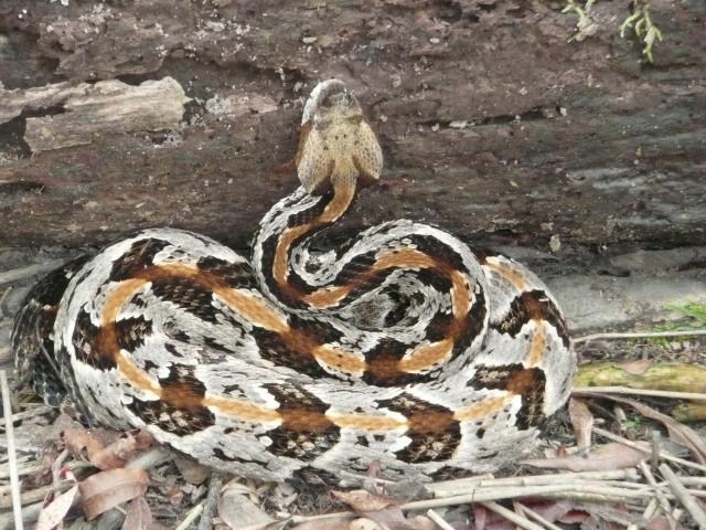 Timber+Rattlesnake (<I>Crotalus horridus</I>), Lake Waccamaw State Park, North Carolina, United States