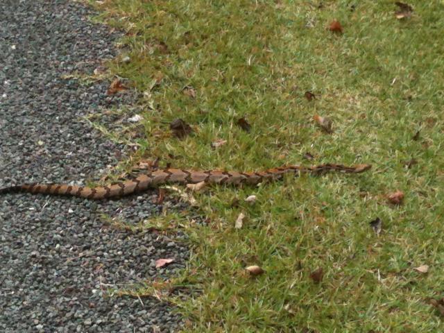 Timber+Rattlesnake (<I>Crotalus horridus</I>), Lake Waccamaw State Park, North Carolina, United States