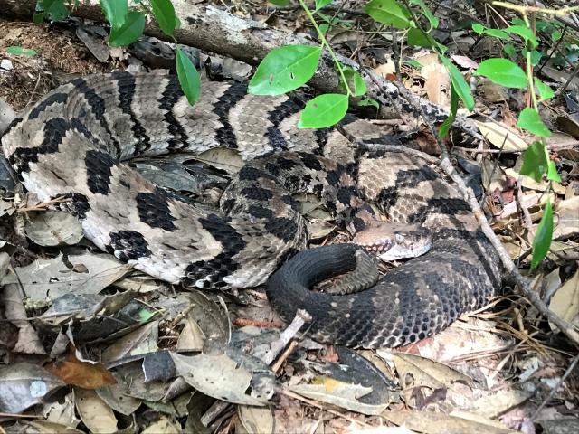 Timber+Rattlesnake (<I>Crotalus horridus</I>), Lumber River State Park, North Carolina, United States