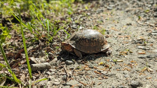 Eastern+Box+Turtle (<I>Terrapene carolina</I>), Mayo River State Park, North Carolina, United States