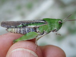 Chortophaga viridifasciata
