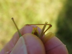 Orchelimum agile