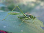 Inscudderia walkeri