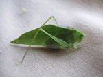 Microcentrum retinerve