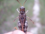 Hippiscus ocelote