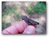 Arphia xanthoptera