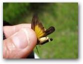 Arphia xanthoptera