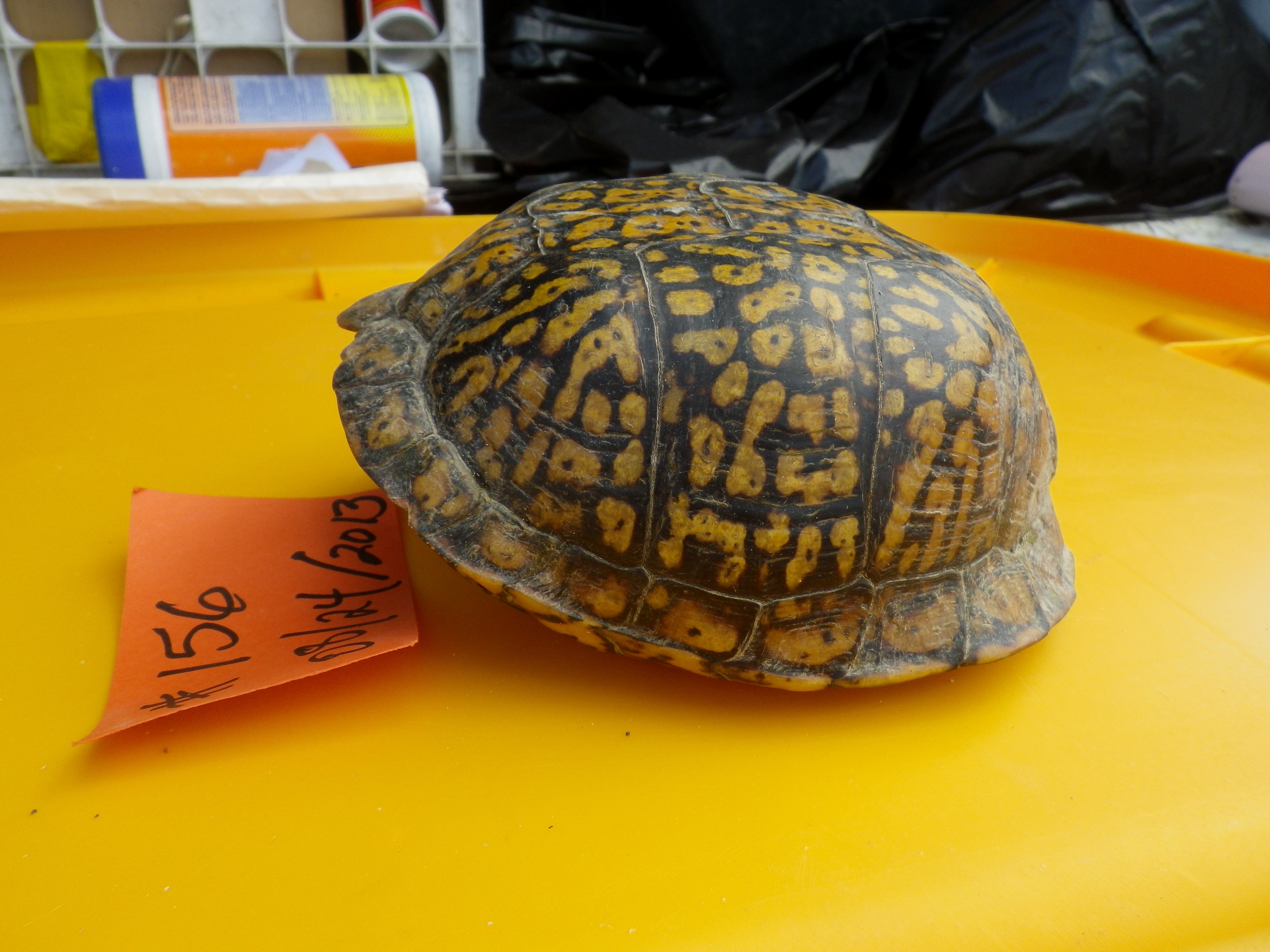 Box Turtle Identification Chart