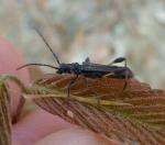 Callimoxys sanguinicollis