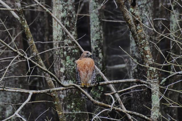 Red-shouldered+Hawk (<I>Buteo lineatus</I>), Merchants Millpond State Park, North Carolina, United States