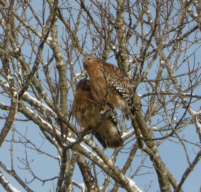 Red-shouldered+Hawk (<I>Buteo lineatus</I>), Merchants Millpond State Park, North Carolina, United States