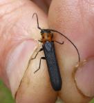 Oberea perspicillata