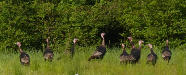 Wild+Turkey (<I>Meleagris gallopavo</I>), Merchants Millpond State Park, North Carolina, United States