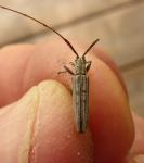 Hippopsis lemniscata