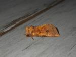 Papaipema sp. 3
