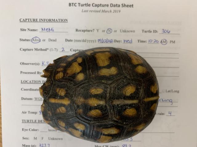 Eastern+Box+Turtle (<I>Terrapene carolina</I>), Merchants Millpond State Park, North Carolina, United States