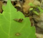 Talponia plummeriana