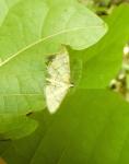 Blepharomastix ranalis
