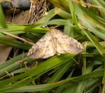 Evergestis rimosalis