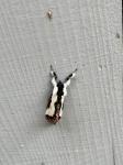 Eudryas unio