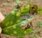 Ectoedemia nyssaefoliella