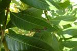 Stigmella intermedia