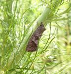 Acrolophus texanella