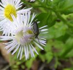 Scythris fuscicomella