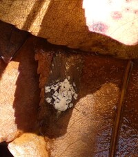 Acleris flavivittana