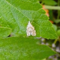 Aethes unidentified species