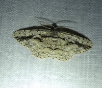 Iridopsis pergracilis