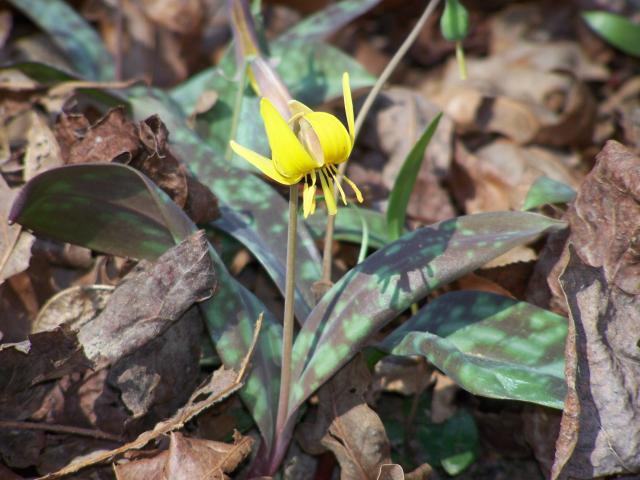 Dimpled+Trout-lily%2C+Dimpled+Fawn-lily%2C+Yellow+Trout-lily (<I>Erythronium umbilicatum ssp. umbilicatum</I>), Medoc Mountain State Park, North Carolina, United States