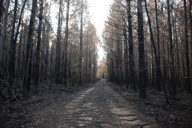 Escape to the Peaks: Uncovering the Magic of Medoc Mountain State Park