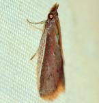 Peoria roseotinctella