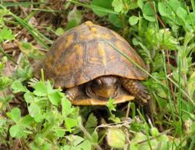 Eastern+Box+Turtle (<I>Terrapene carolina</I>), Medoc Mountain State Park, North Carolina, United States