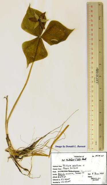 Ill-scent+Trillium (<I>Trillium erectum</I>), Mount Mitchell State Park, North Carolina, United States