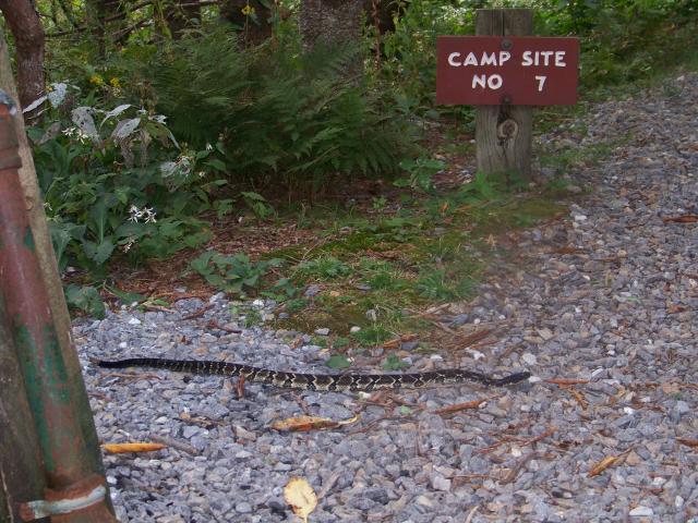 Timber+Rattlesnake (<I>Crotalus horridus</I>), Mount Mitchell State Park, North Carolina, United States