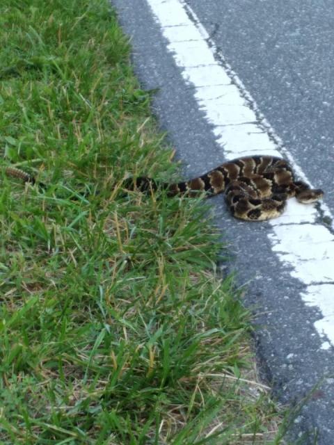 Timber+Rattlesnake (<I>Crotalus horridus</I>), Mount Mitchell State Park, North Carolina, United States