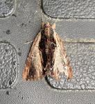 Catocala ultronia