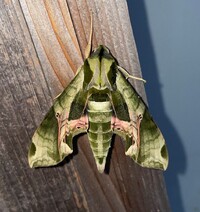 Eumorpha pandorus