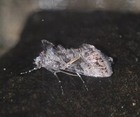 Ctenoplusia oxygramma