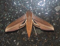 Xylophanes tersa