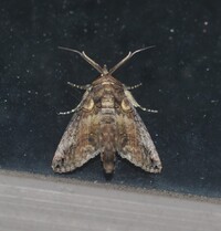 Paectes abrostoloides