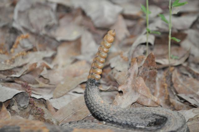 Timber+Rattlesnake (<I>Crotalus horridus</I>), Morrow Mountain State Park, North Carolina, United States