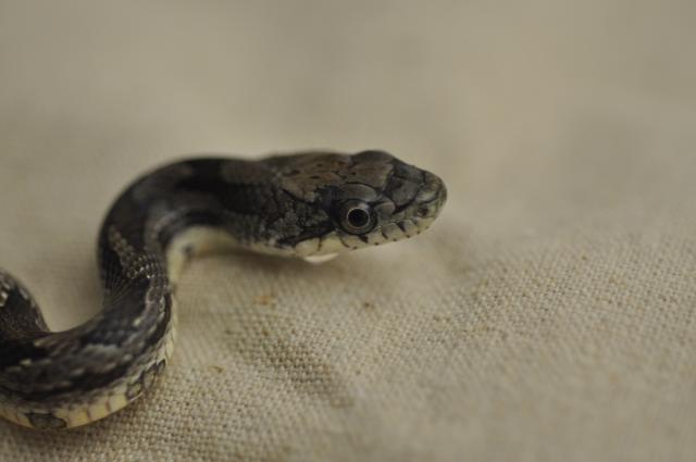 Central%2FEastern+Ratsnake+Complex (<I>Pantherophis alleghaniensis-quadrivittatus</I>), Morrow Mountain State Park, North Carolina, United States