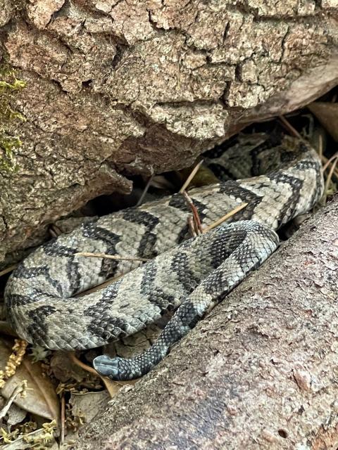 Timber+Rattlesnake (<I>Crotalus horridus</I>), Morrow Mountain State Park, North Carolina, United States