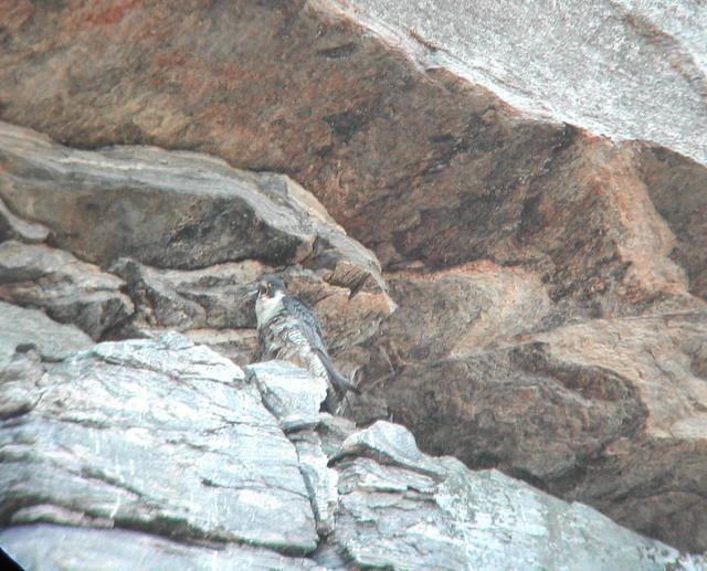 Peregrine+Falcon (<I>Falco peregrinus</I>), Chimney Rock State Park, North Carolina, United States