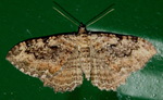 Rheumaptera meadii