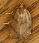 Argyrotaenia juglandana